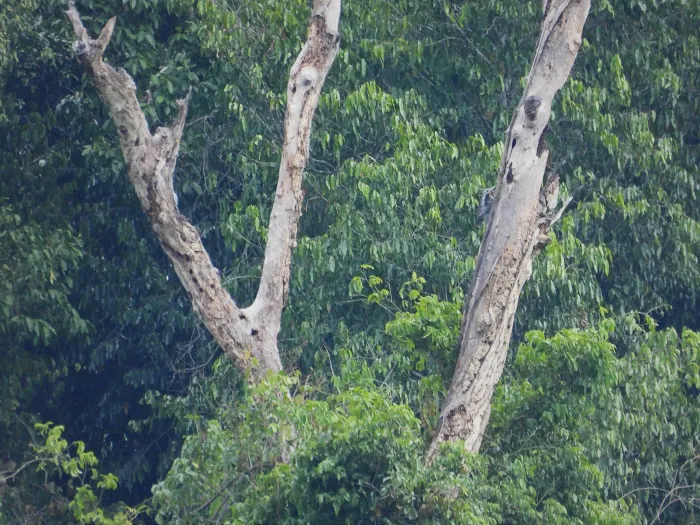 Gespotte Poederspecht