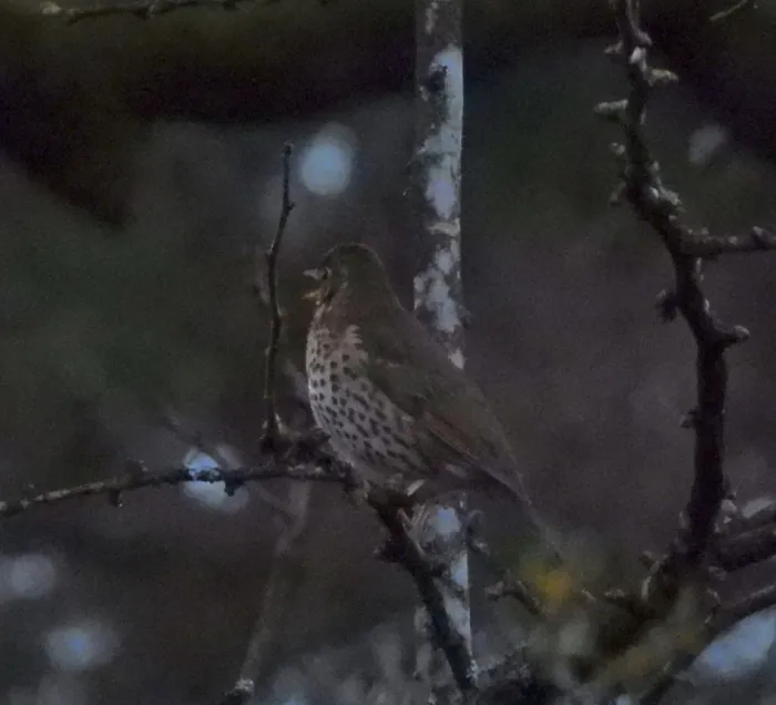 Gespotte Zanglijster