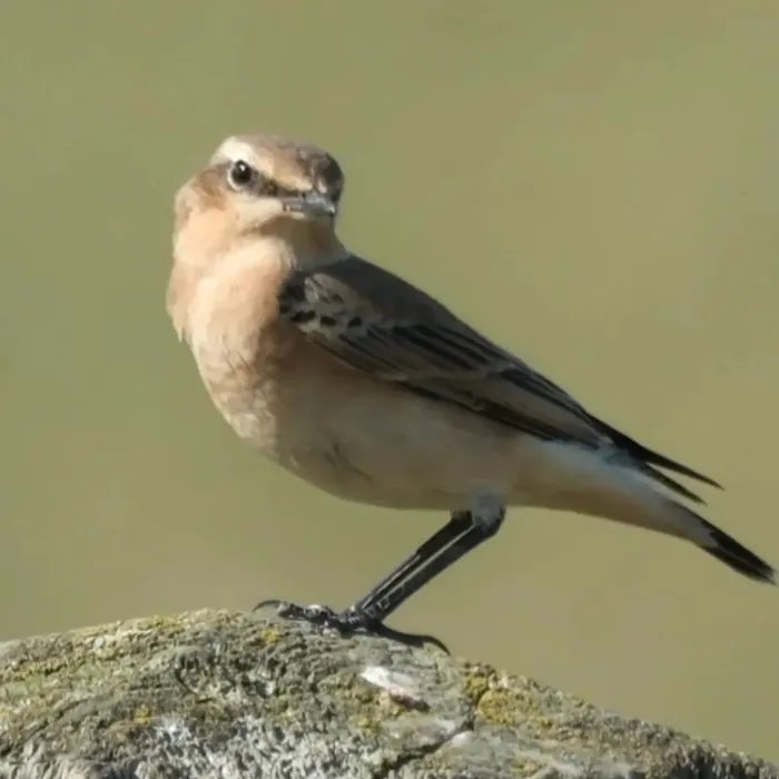 Spotted Northern Wheatear