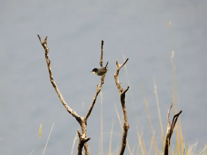 Spotted Sardinian Warbler