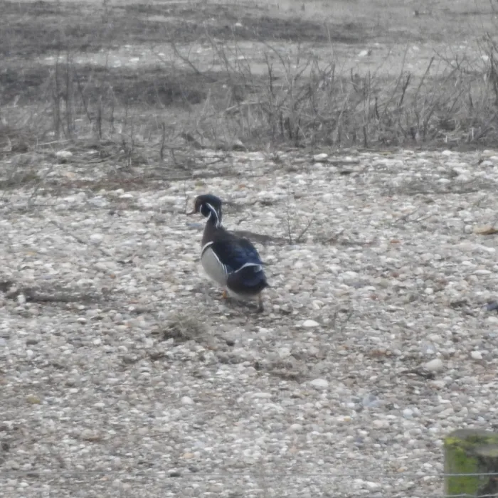 Gespotte Carolinaeend