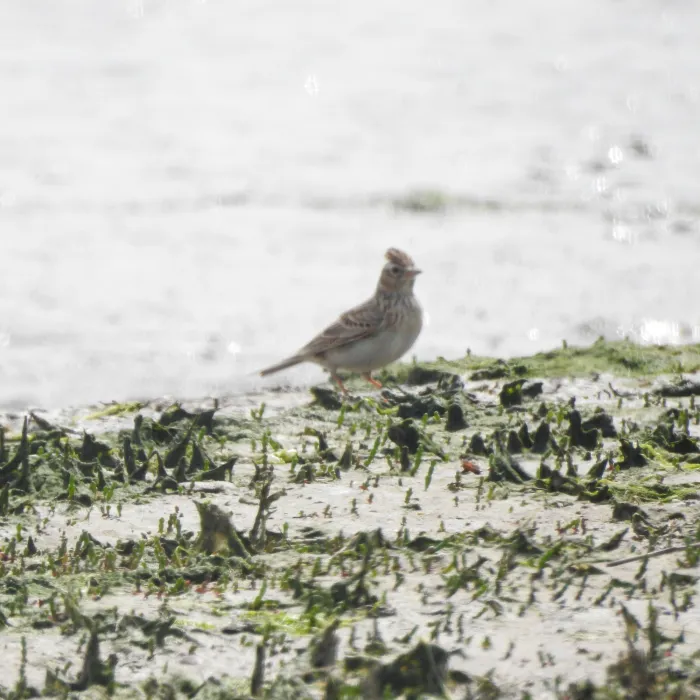 Spotted Eurasian Skylark