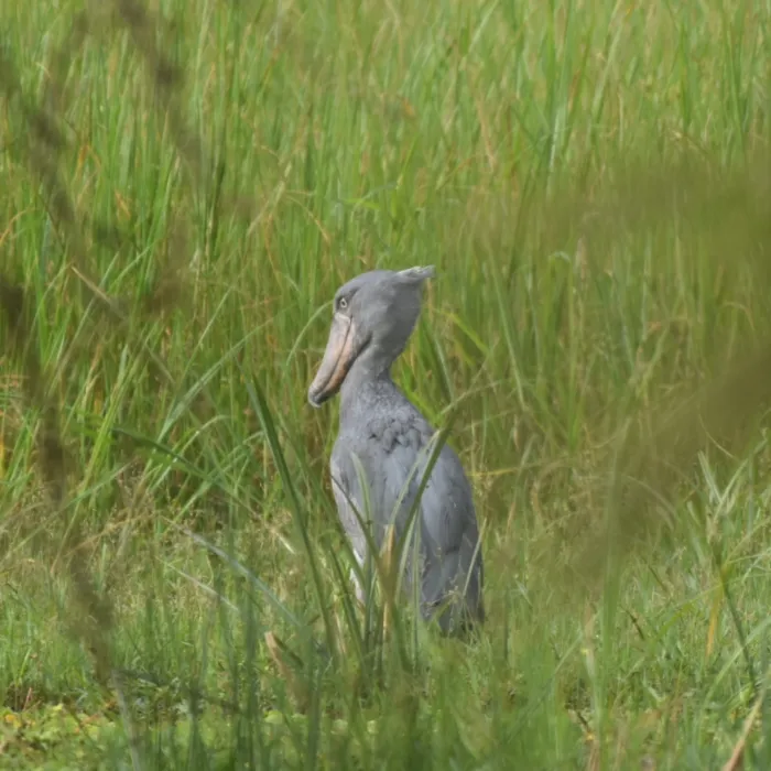 Spotted Shoebill