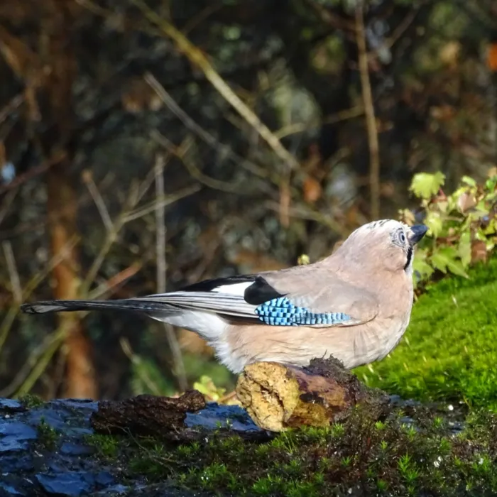 Spotted Eurasian Jay