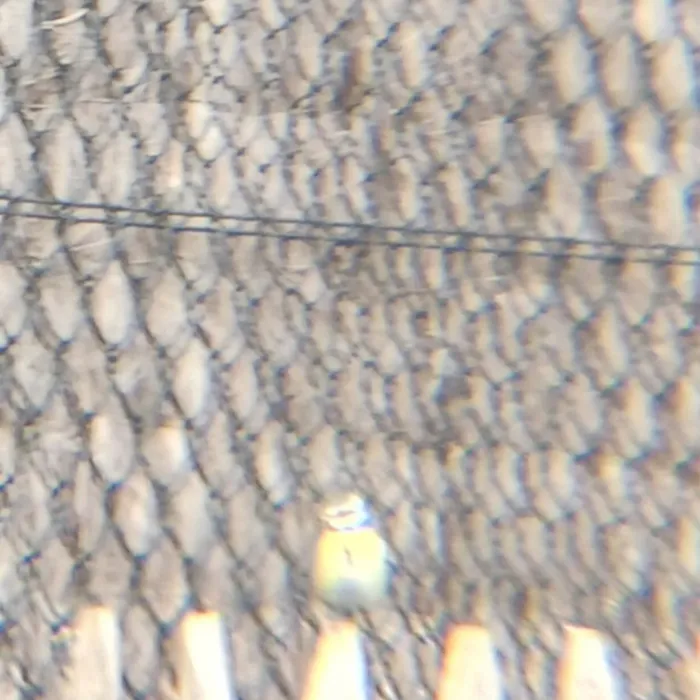 Spotted Eurasian Blue Tit