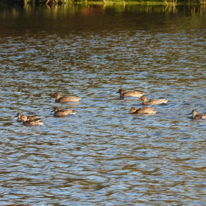 Waargenomen Wintertaling