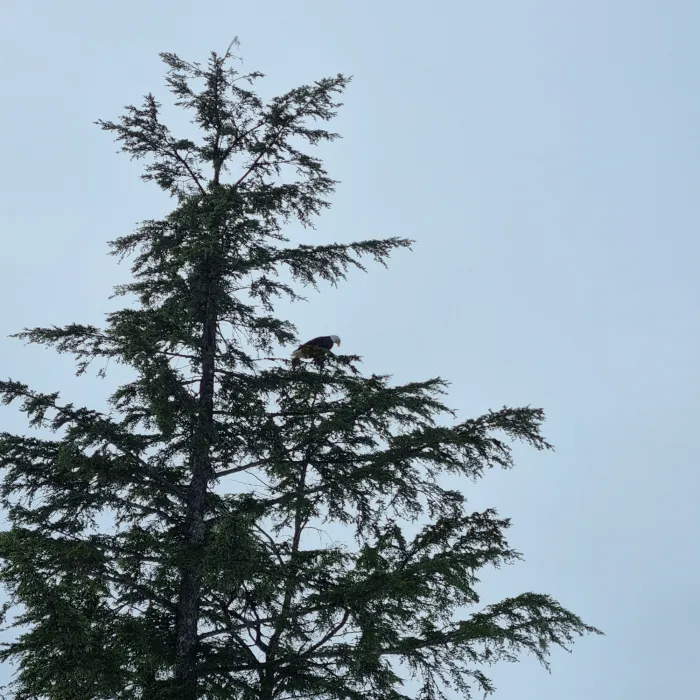 Spotted Bald Eagle
