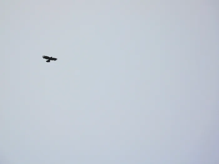 Spotted Yellow-billed Chough