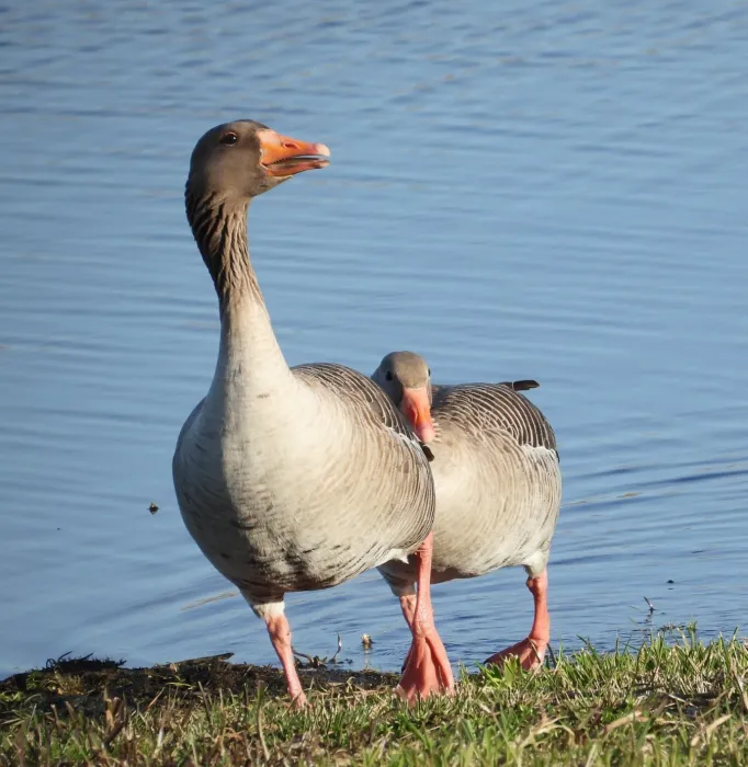 Gespotte Grauwe gans