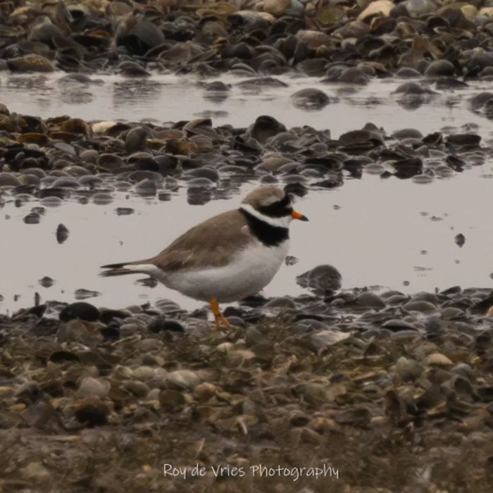 Gespotte Bontbekplevier