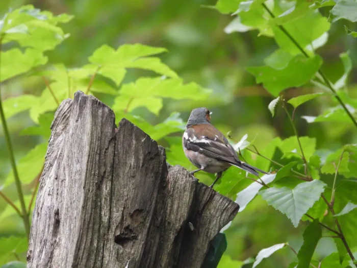 Spotted Common Chaffinch