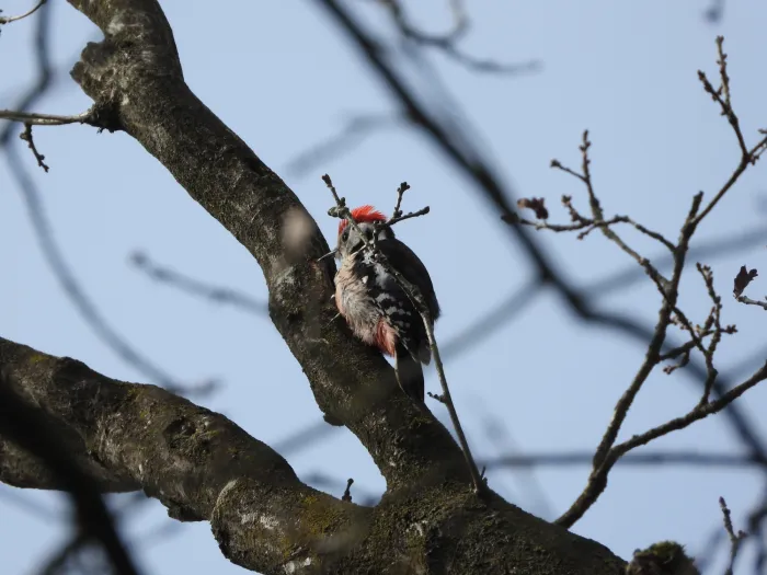Gespotte Middelste bonte specht