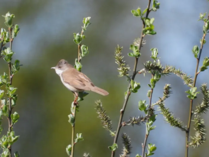 Gespotte Grasmus