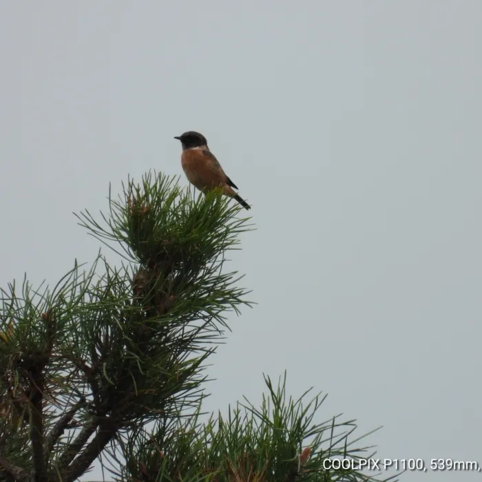 Spotted European Stonechat