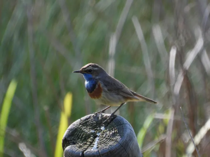 Waargenomen Blauwborst