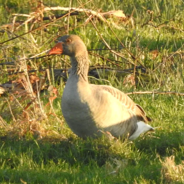 Spotted Graylag Goose