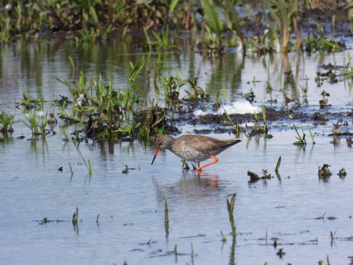 Spotted Common Redshank
