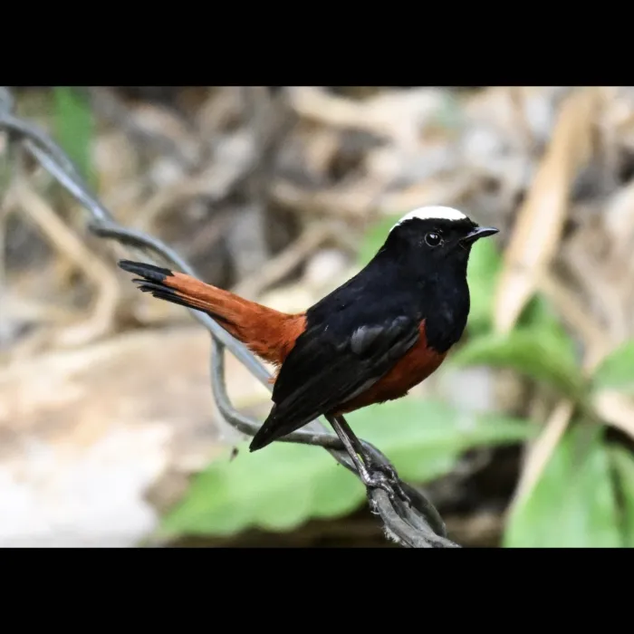 Gespotte Rivierroodstaart