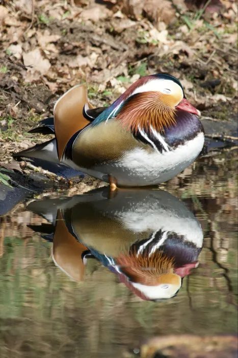 Spotted Mandarin Duck