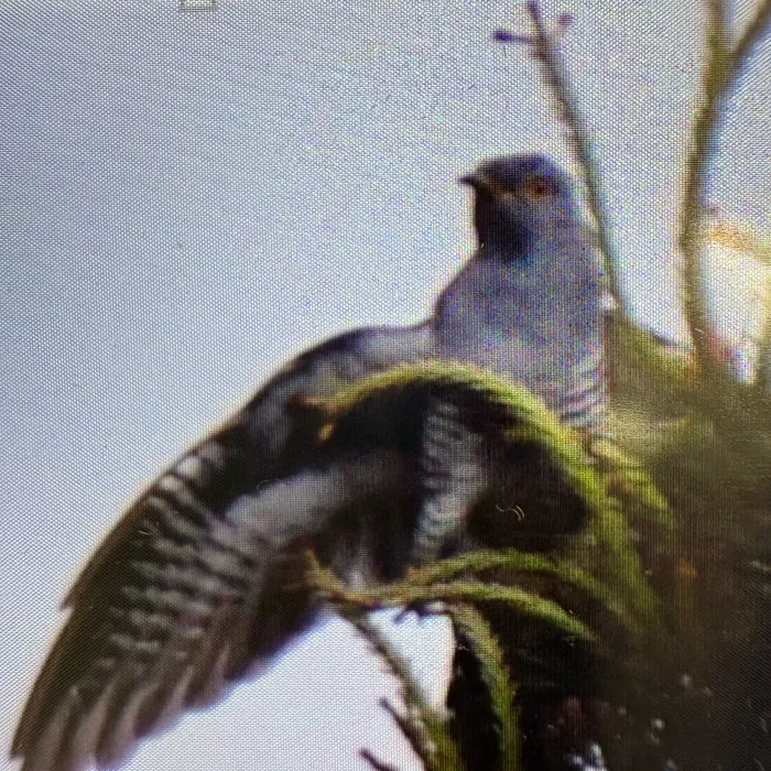Common Cuckoo