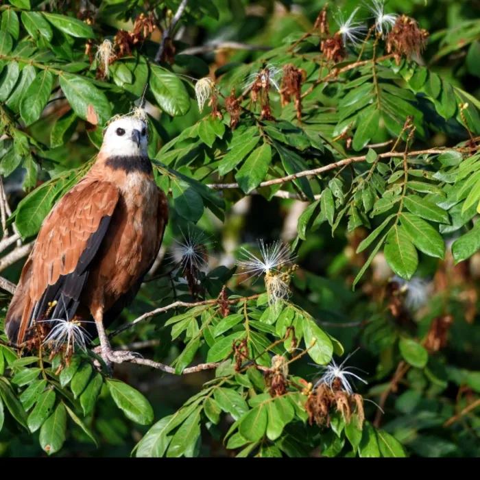 Gespotte Moerasbuizerd