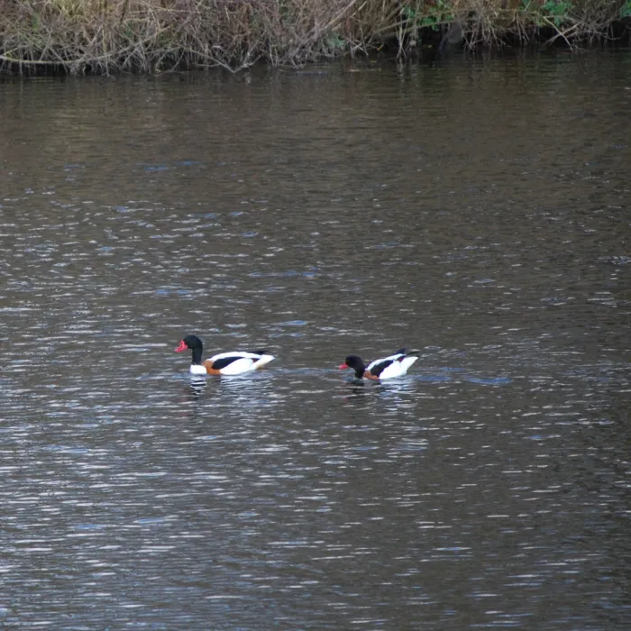 Common Shelduck