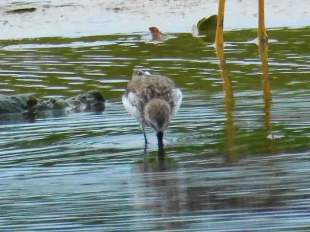 Waargenomen Kleinste strandloper