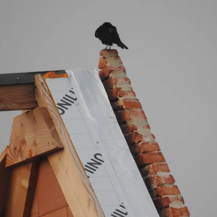 Spotted Eurasian Blackbird