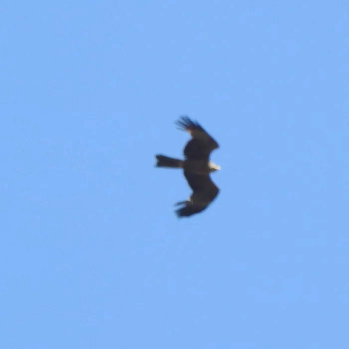 Black Kite