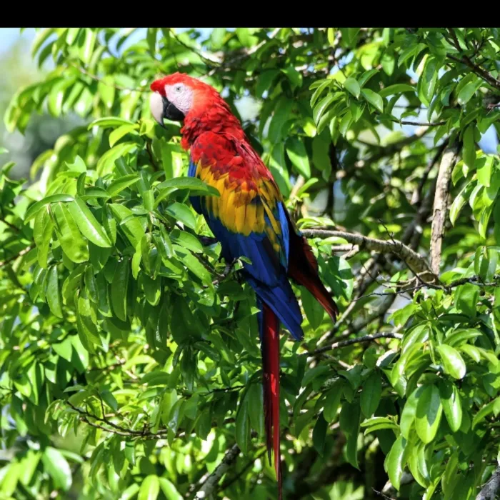 Spotted Scarlet Macaw
