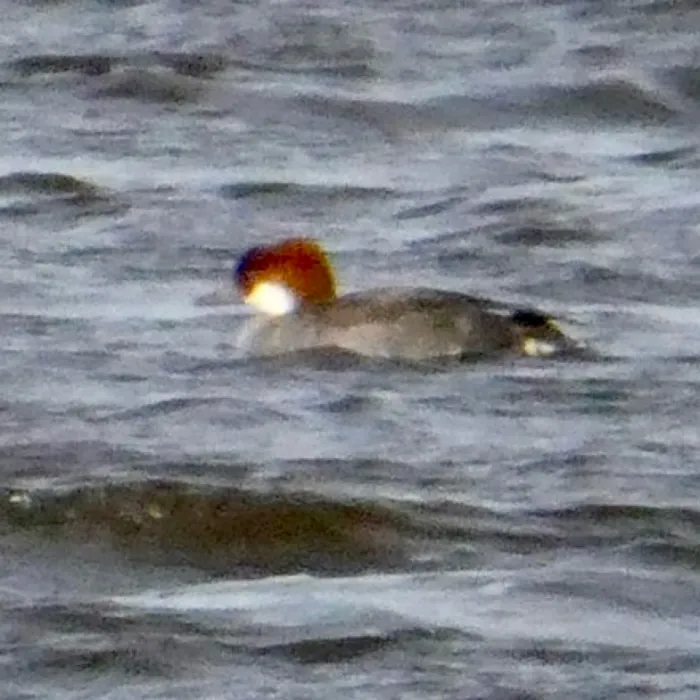 Spotted Smew