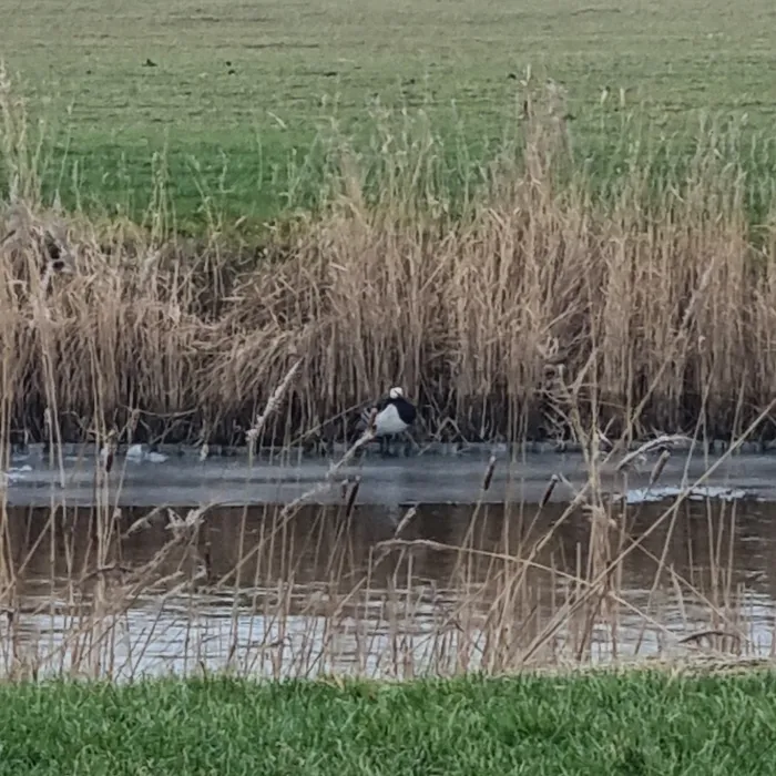 Spotted Barnacle Goose