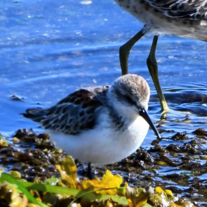Gespotte Alaskastrandloper