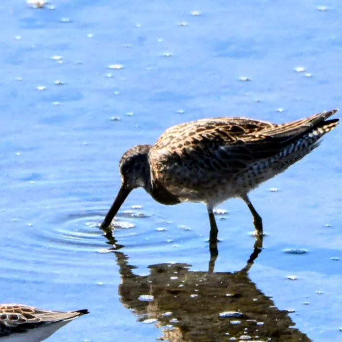 Gespotte Kleine grijze snip