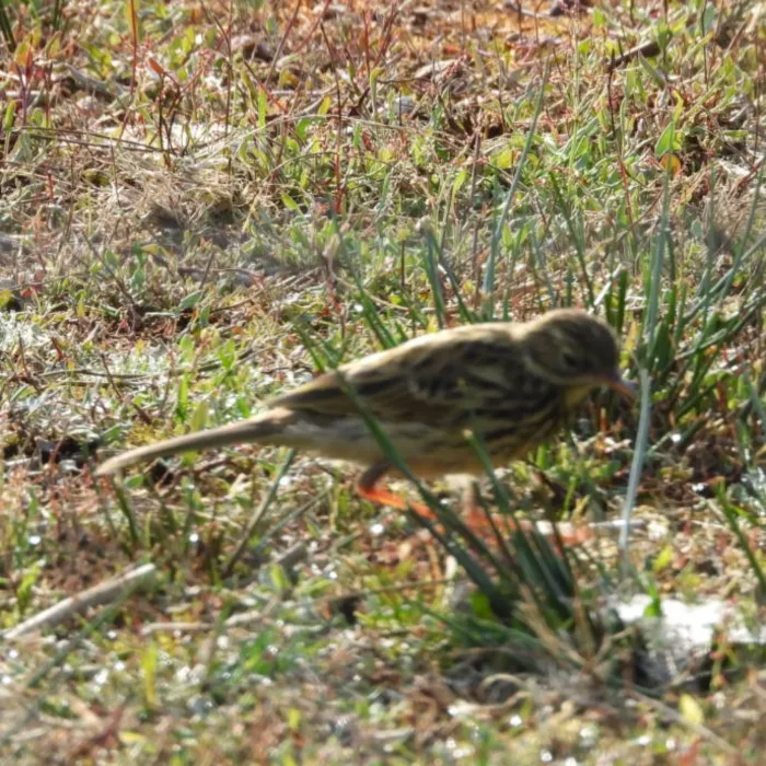 Spotted Meadow Pipit