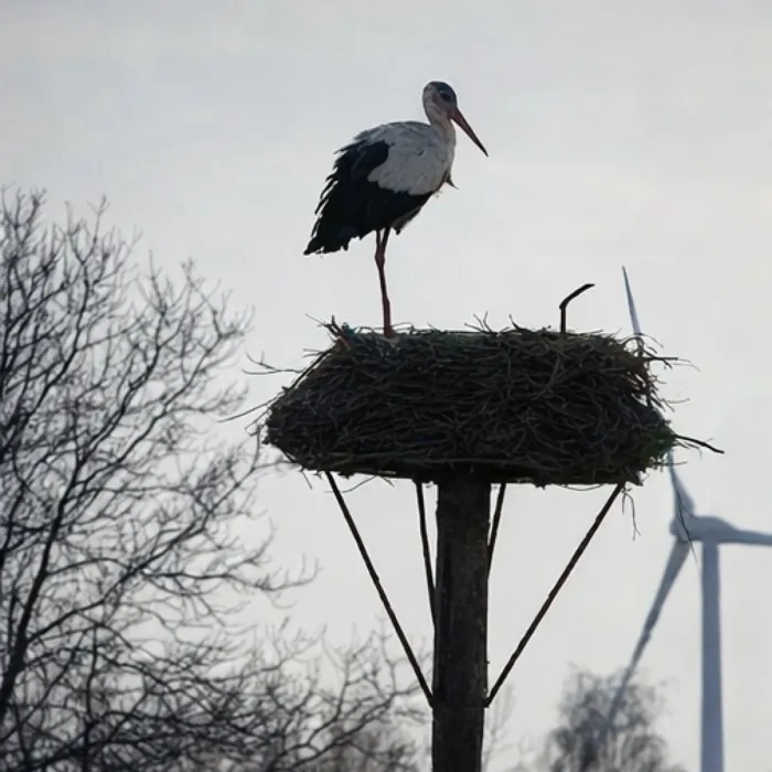 Spotted White Stork