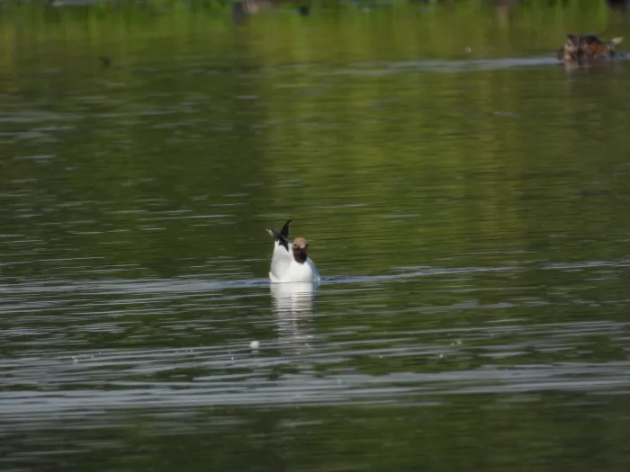 Spotted Black-headed Gull