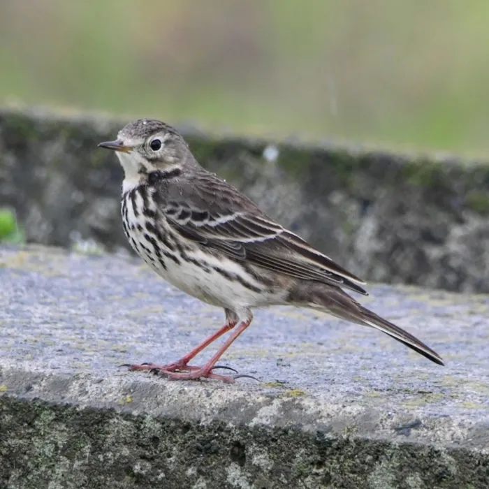 Spotted Siberian Pipit