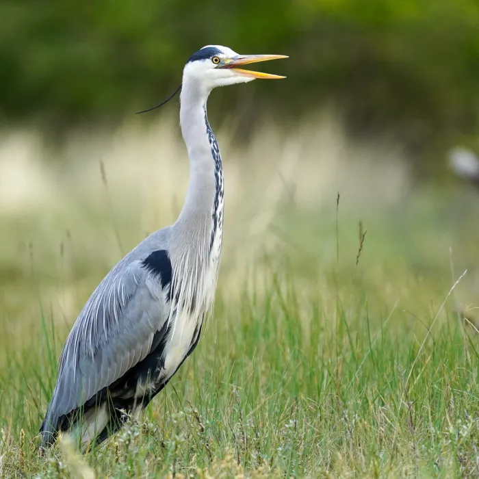Spotted Gray Heron