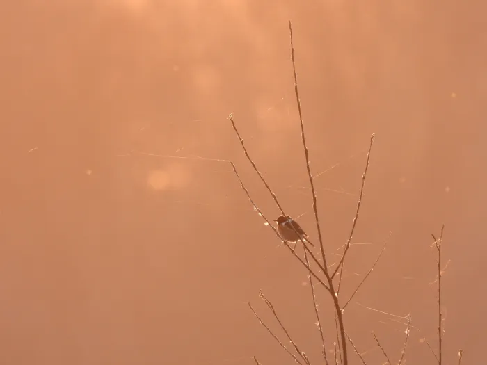 Gespotte Roodborsttapuit