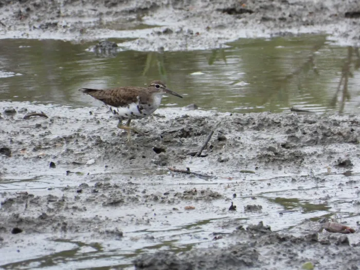 Spotted Spotted Sandpiper