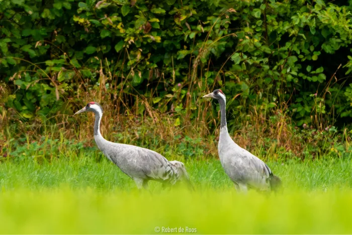 Waargenomen Kraanvogel