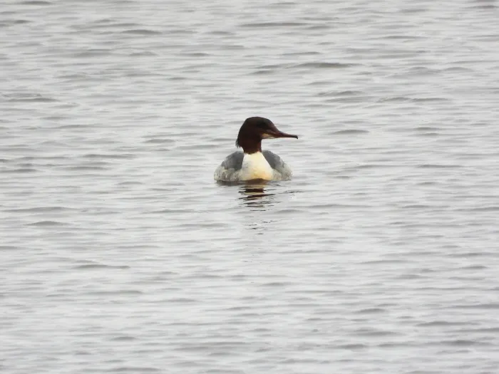 Gespotte Grote zaagbek