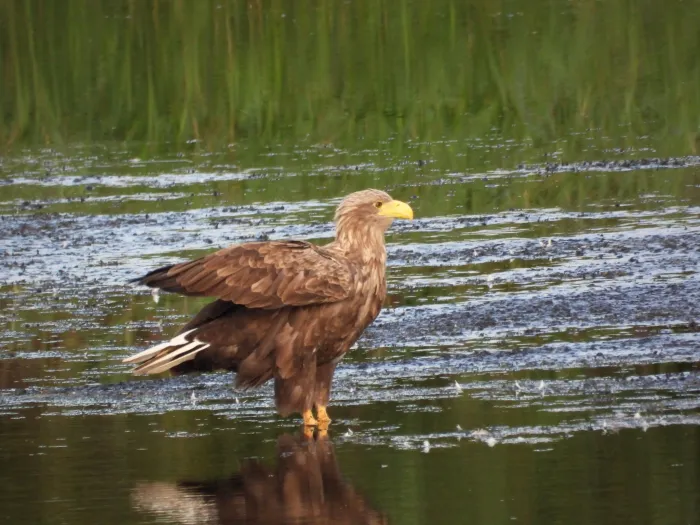 Waargenomen Zeearend