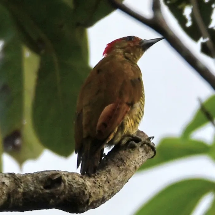 Gespotte Roestvleugelspecht