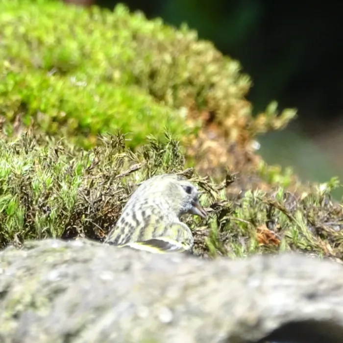 Spotted Eurasian Siskin