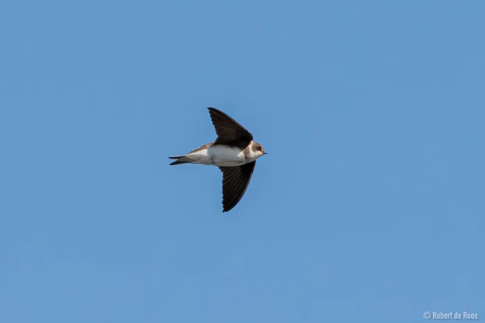 Gespotte Oeverzwaluw