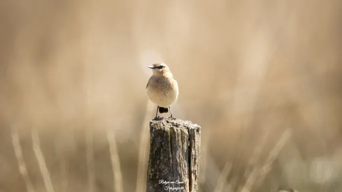 Northern Wheatear