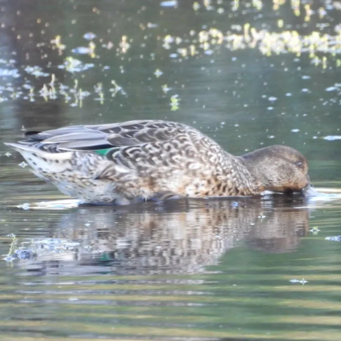 Waargenomen Wintertaling