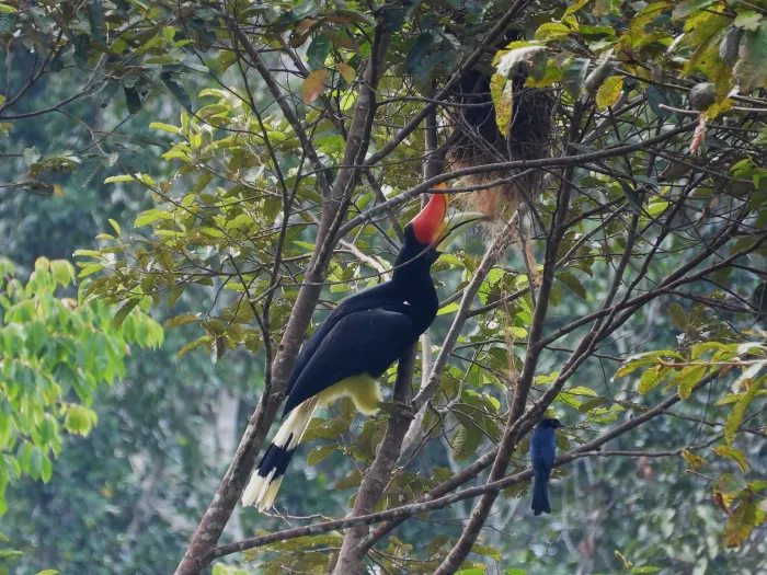 Gespotte Vlaggendrongo